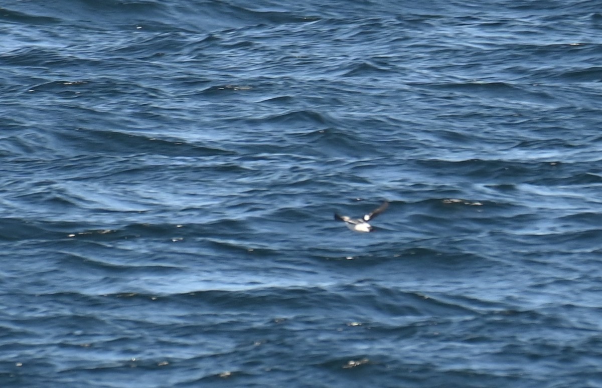 Pigeon Guillemot (columba Group) - ML643017016