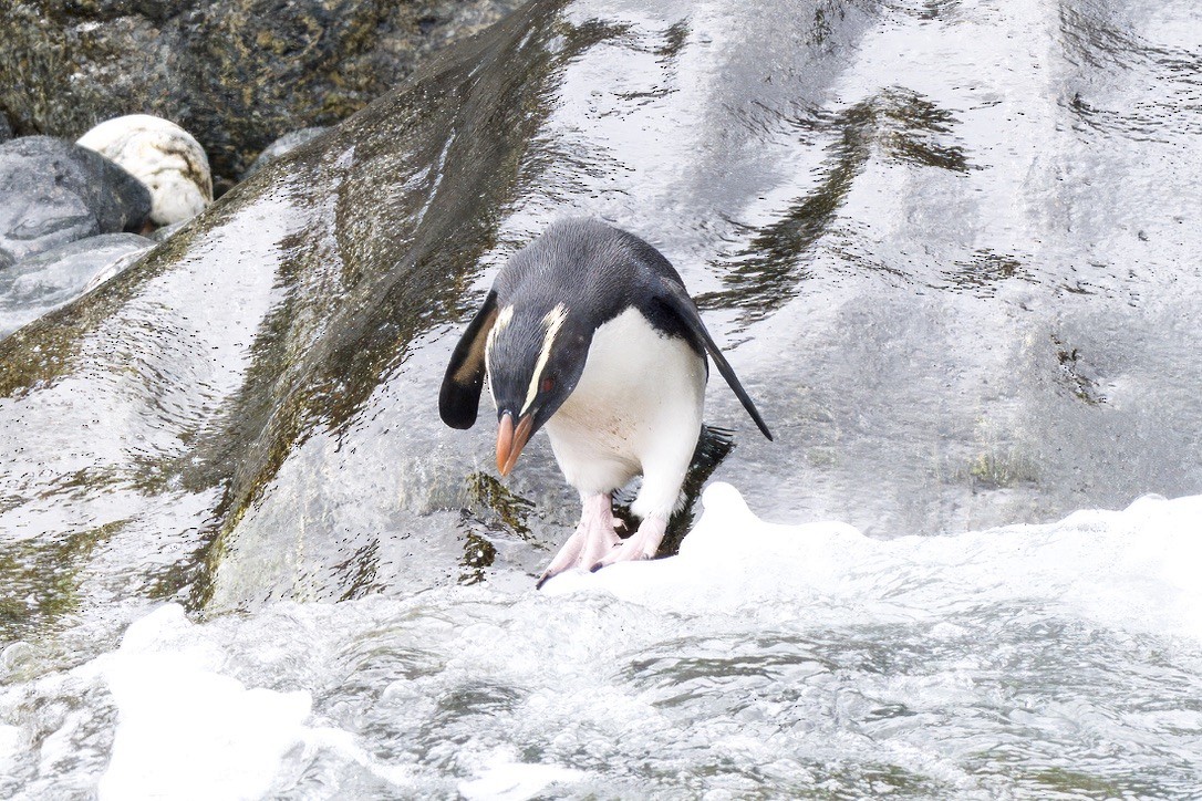 Fiordland Penguin - ML643017017