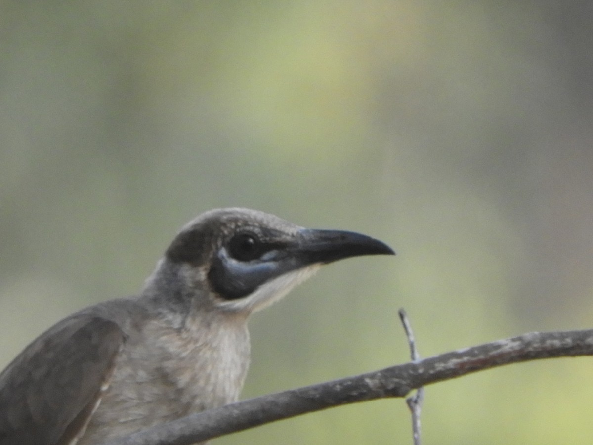 Little Friarbird - ML643017018