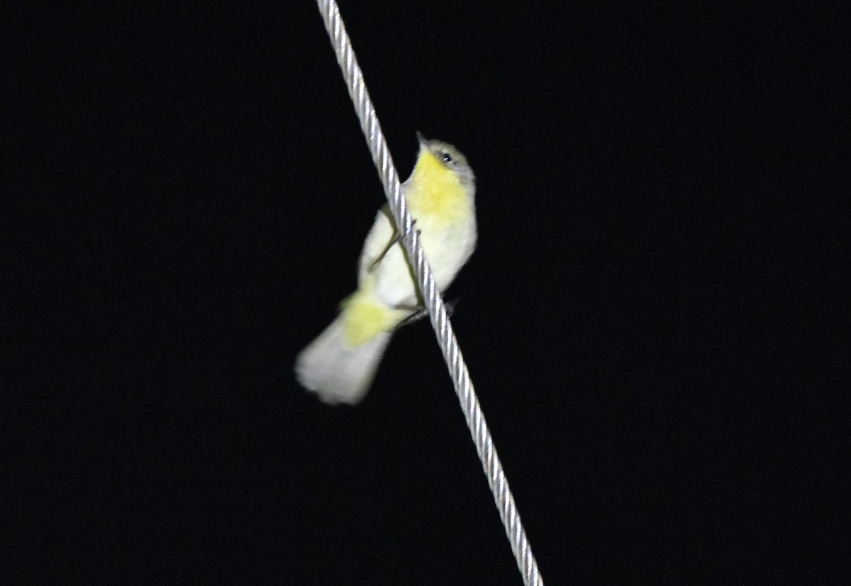Common Yellowthroat - ML643017019