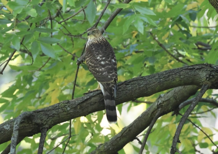 Cooper's Hawk - ML643017020