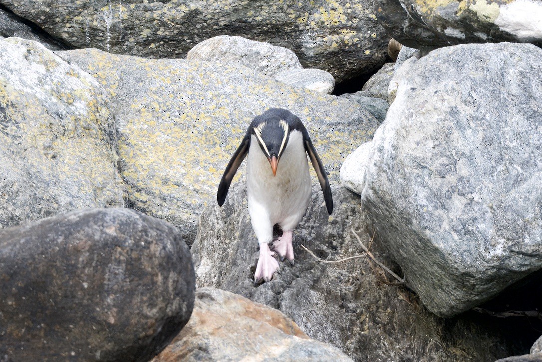 Fiordland Penguin - ML643017021