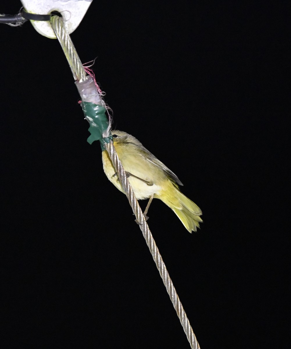 Common Yellowthroat - ML643017022