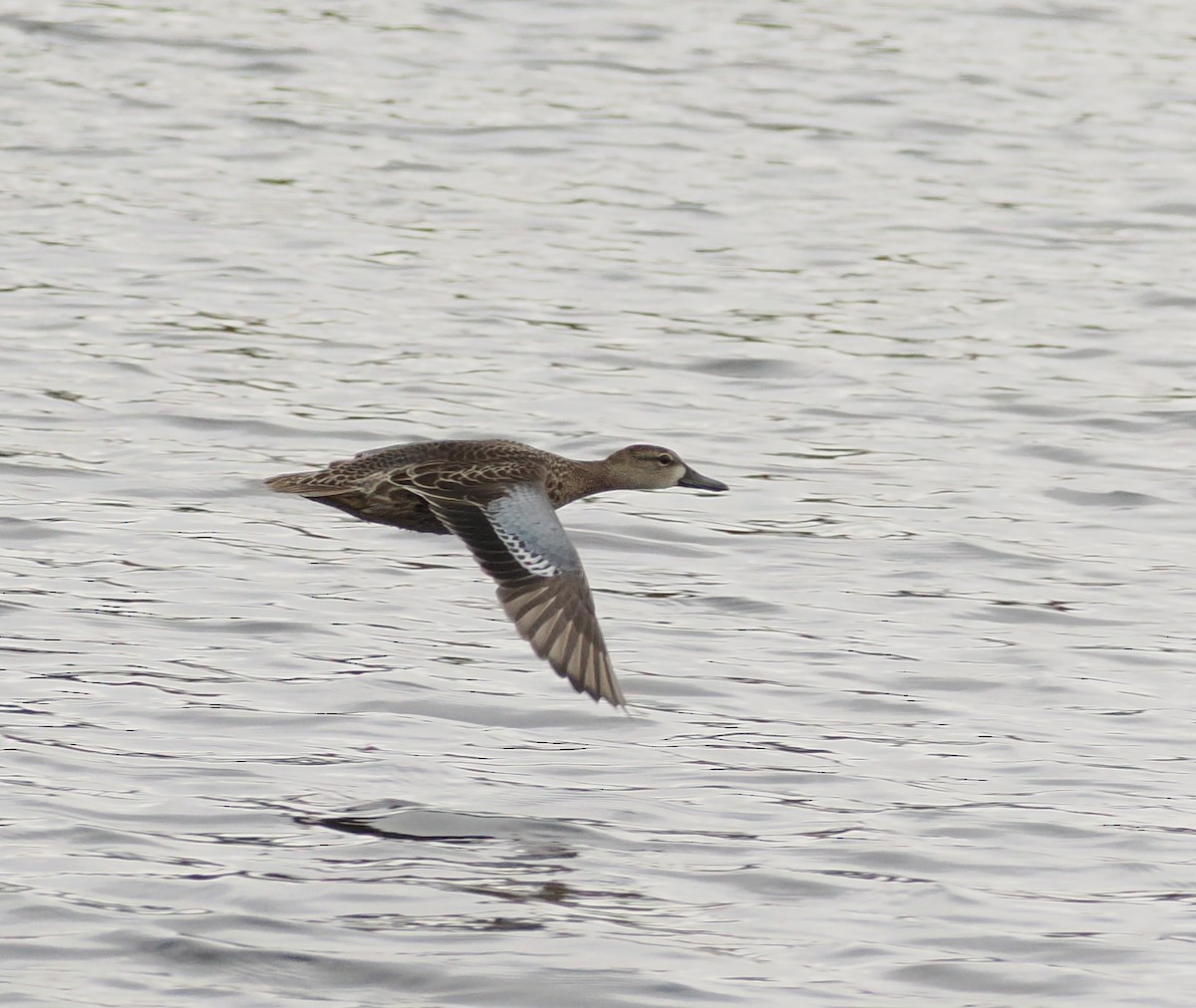 Blue-winged Teal - ML643017023