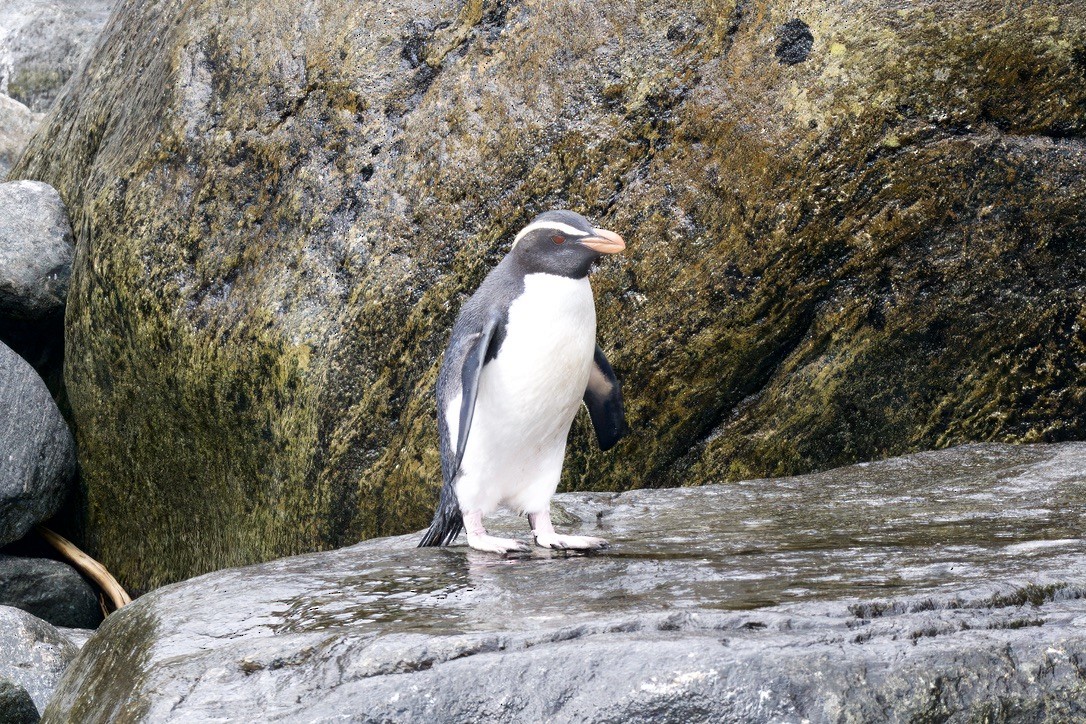 Fiordland Penguin - ML643017024