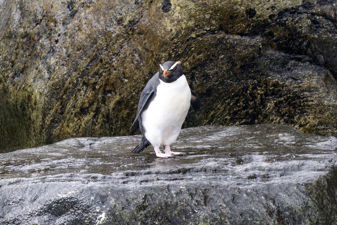 Fiordland Penguin - ML643017026