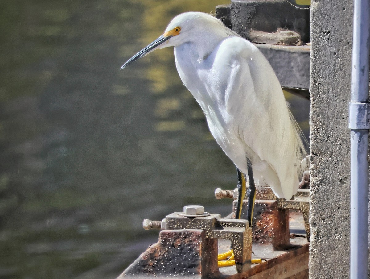 Snowy Egret - ML643017027