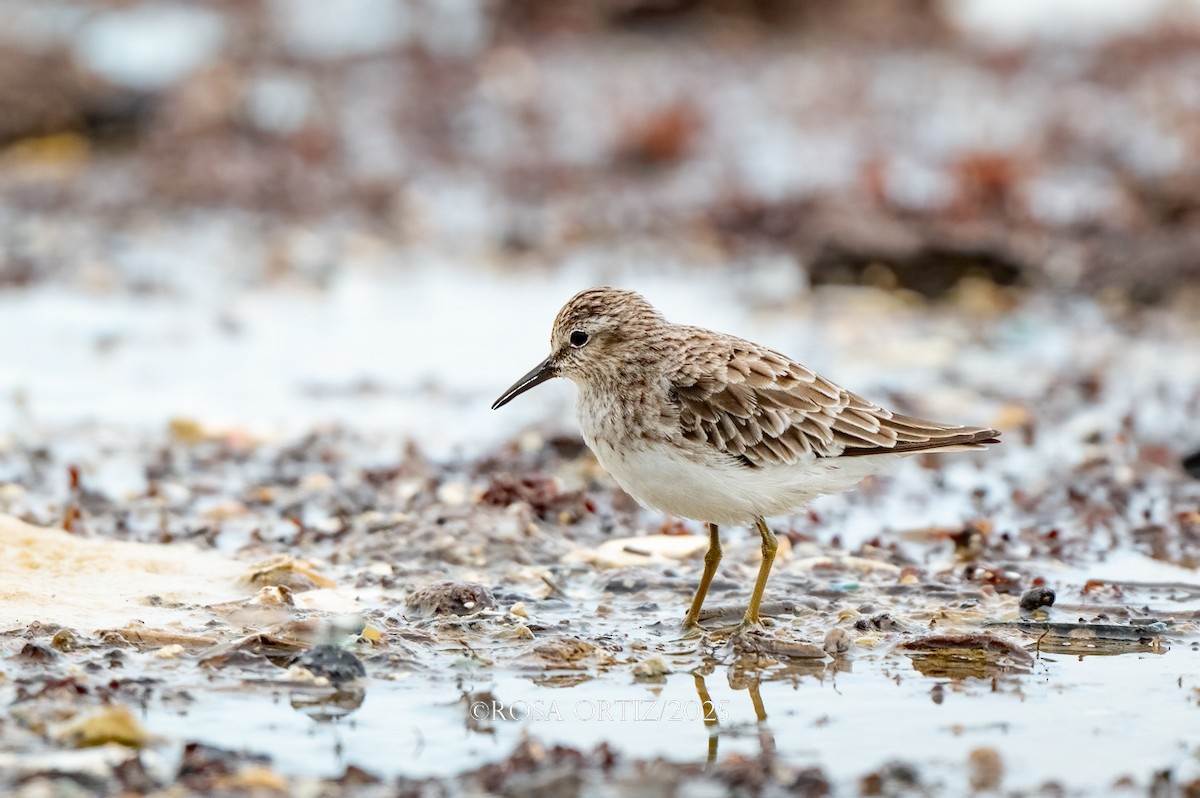 Least Sandpiper - ML643017028