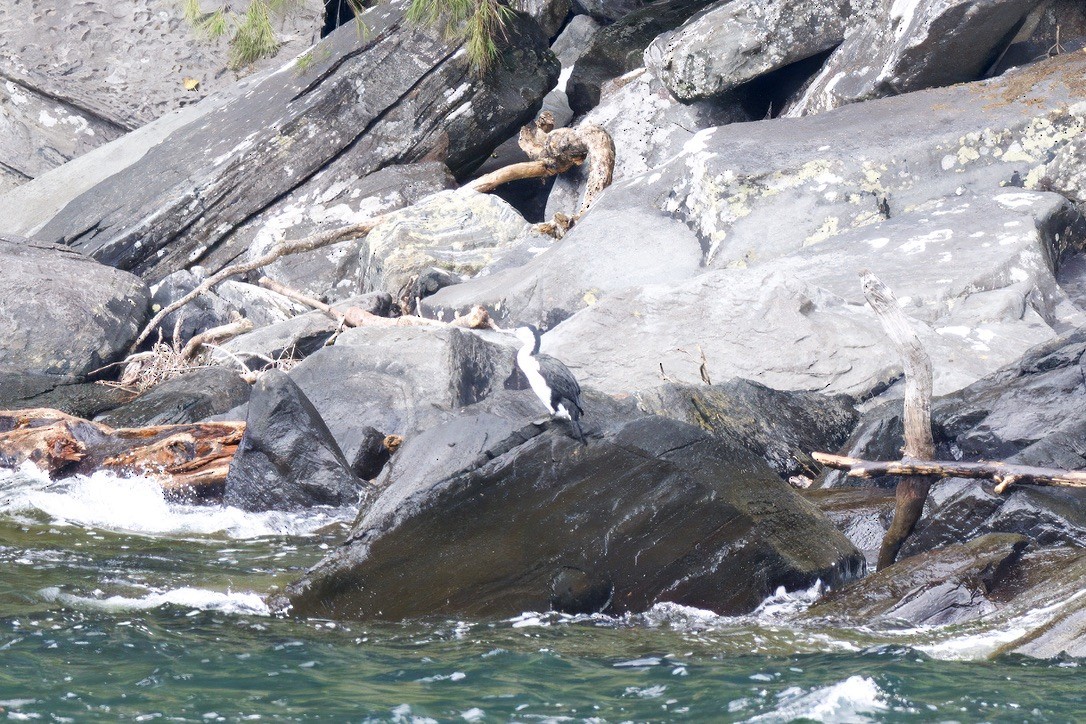 Pied Cormorant - ML643017029