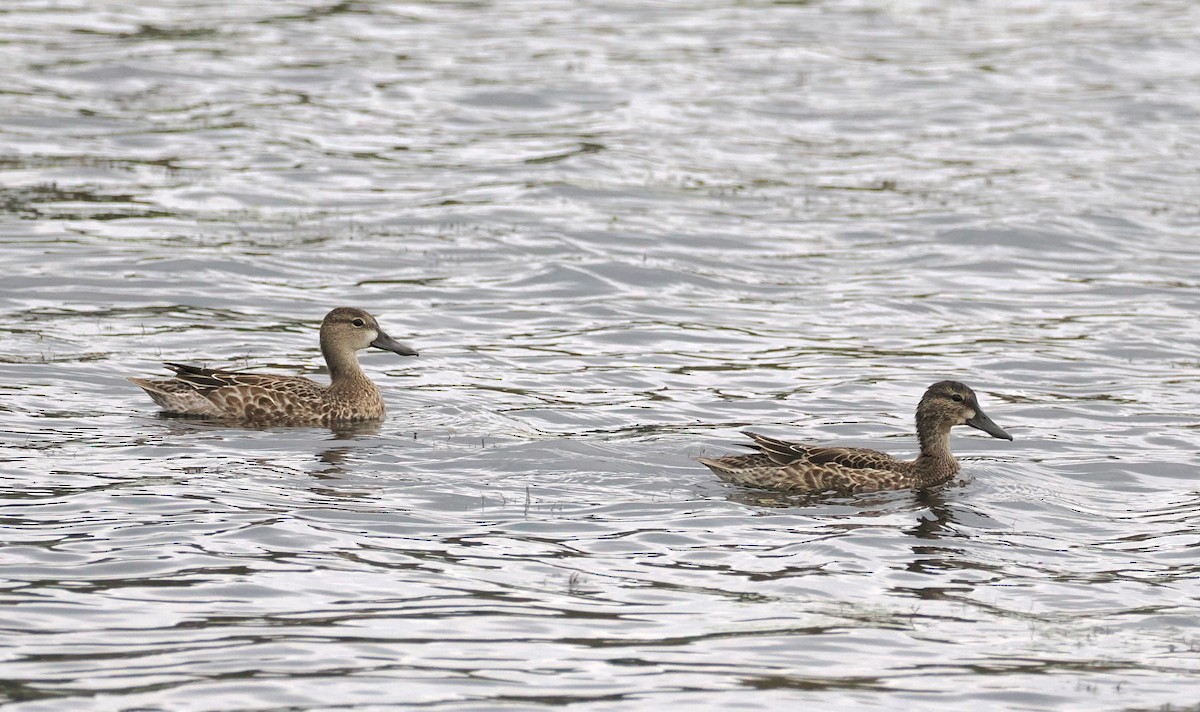 Blue-winged Teal - ML643017030