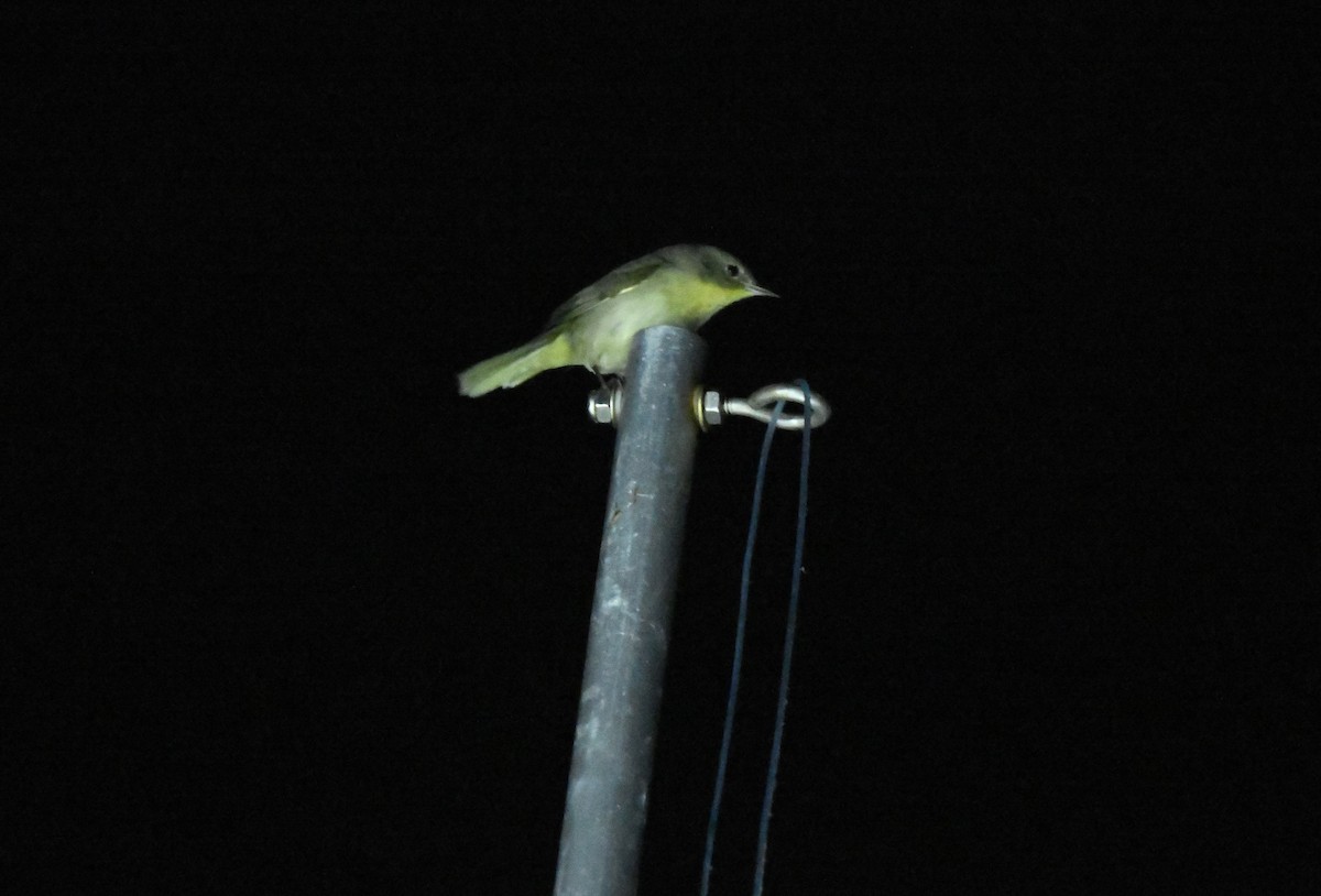 Common Yellowthroat - ML643017031