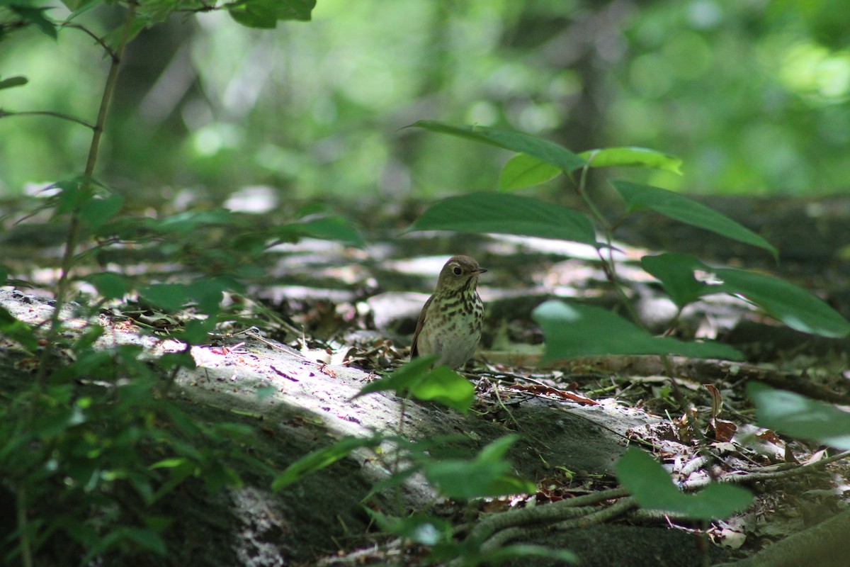 Hermit Thrush - ML643017033