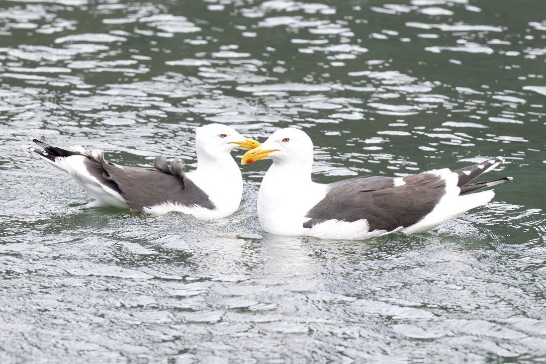 Kelp Gull - ML643017034