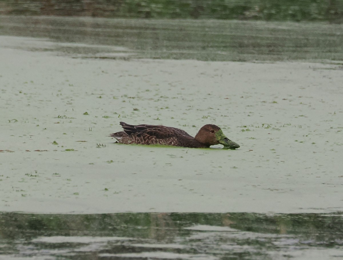 Cinnamon Teal - ML643017036