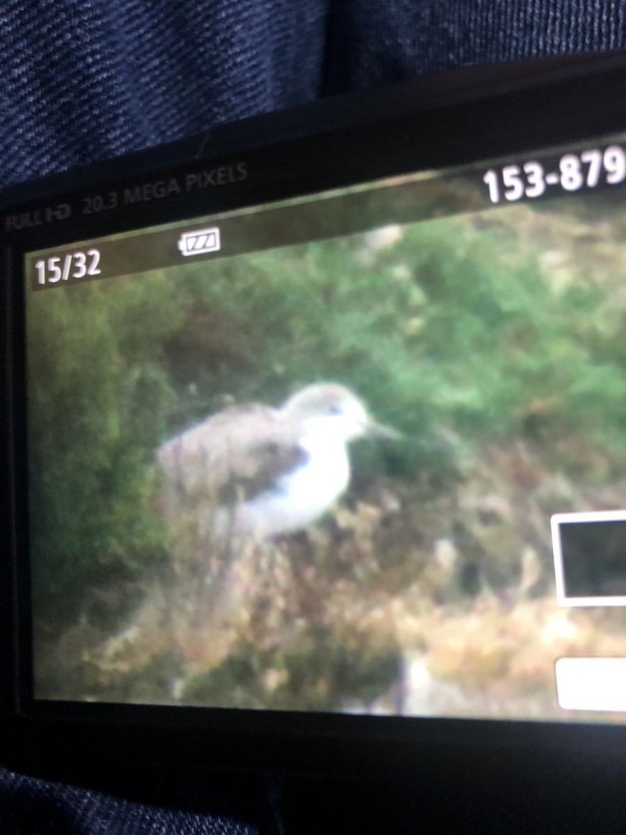 Common Greenshank - ML643017037