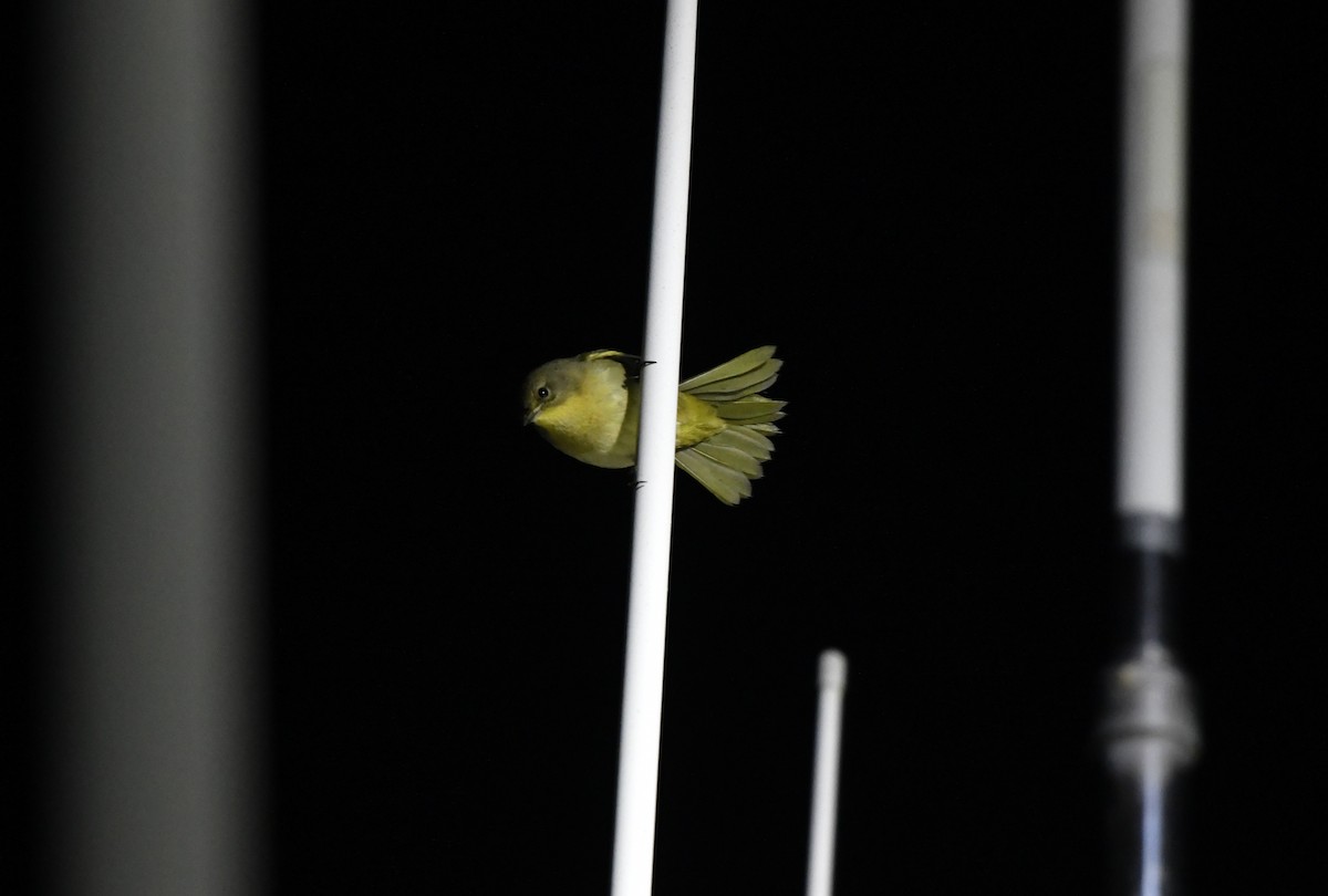 Common Yellowthroat - ML643017038