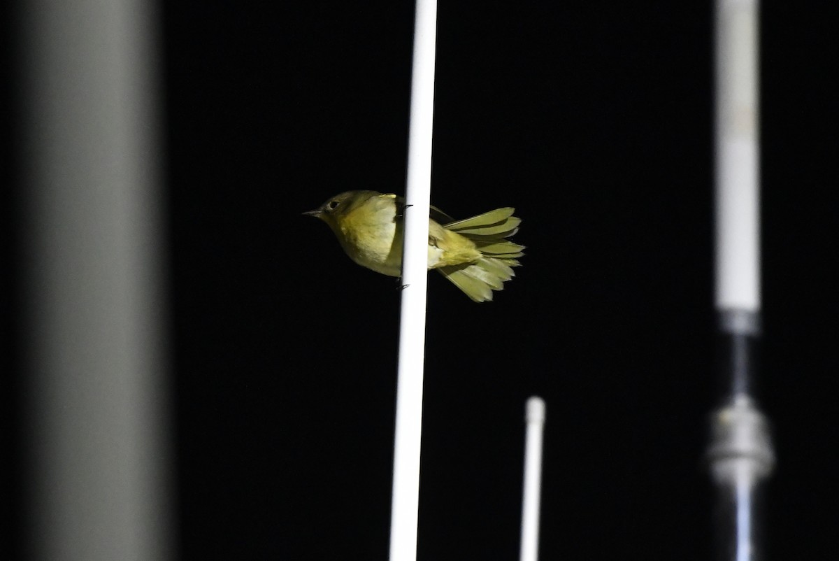 Common Yellowthroat - ML643017039