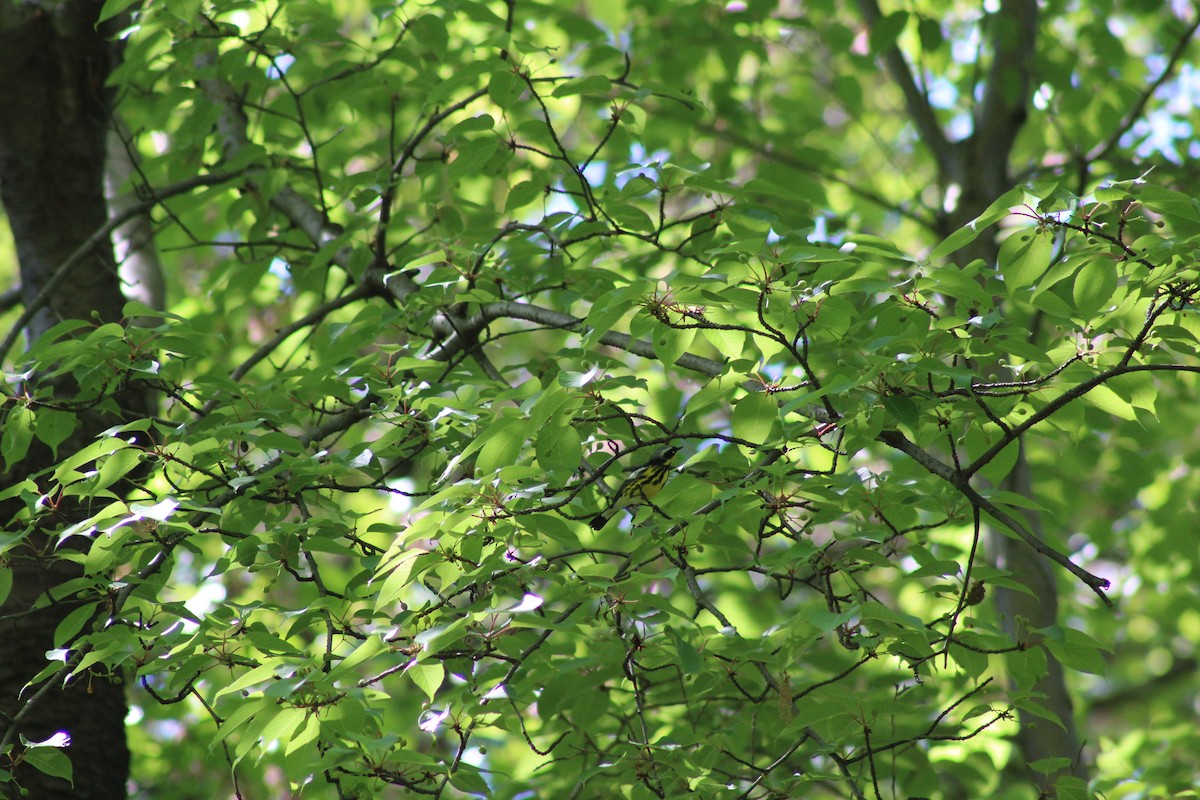Magnolia Warbler - ML643017043
