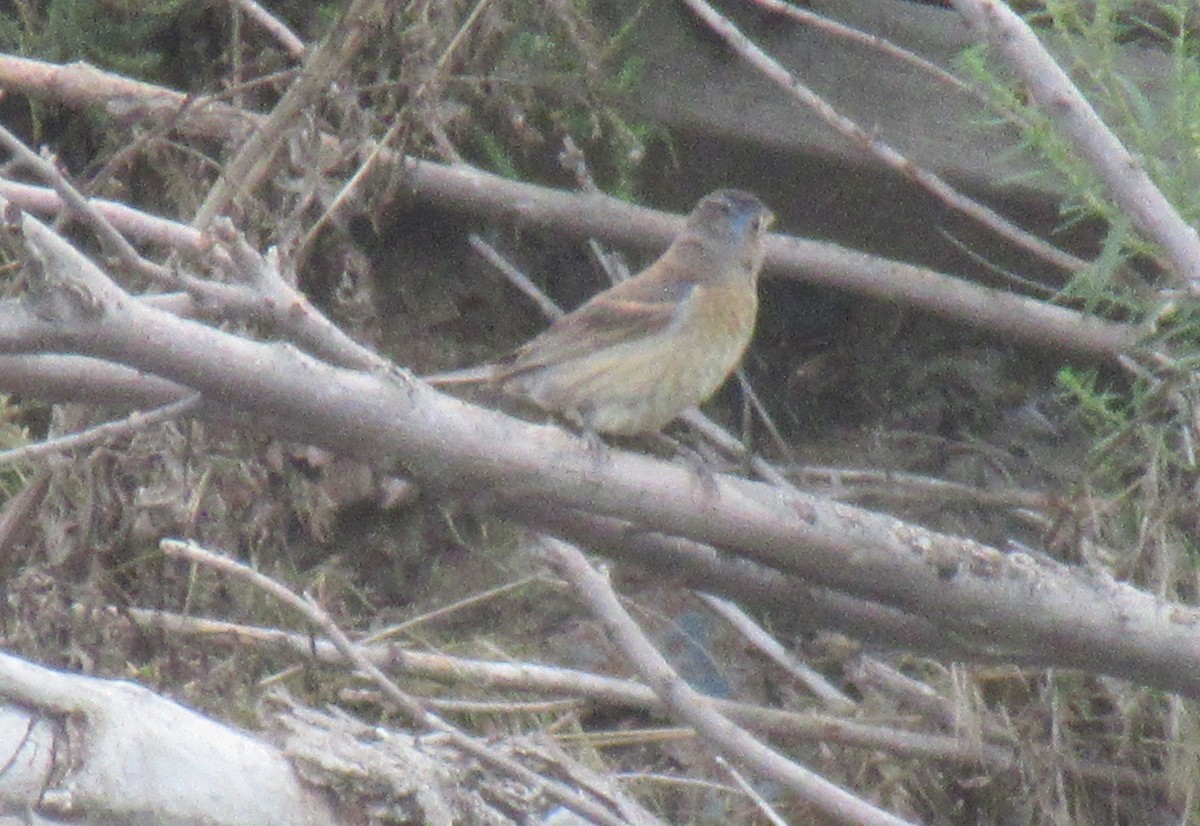 Blue Grosbeak - ML643017057