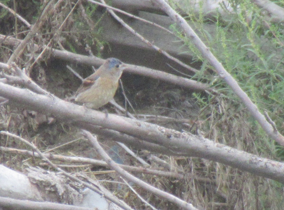 Blue Grosbeak - ML643017058