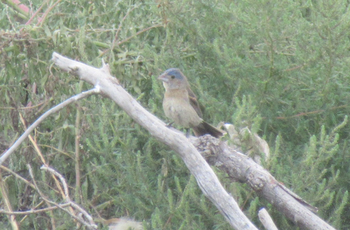 Blue Grosbeak - ML643017059