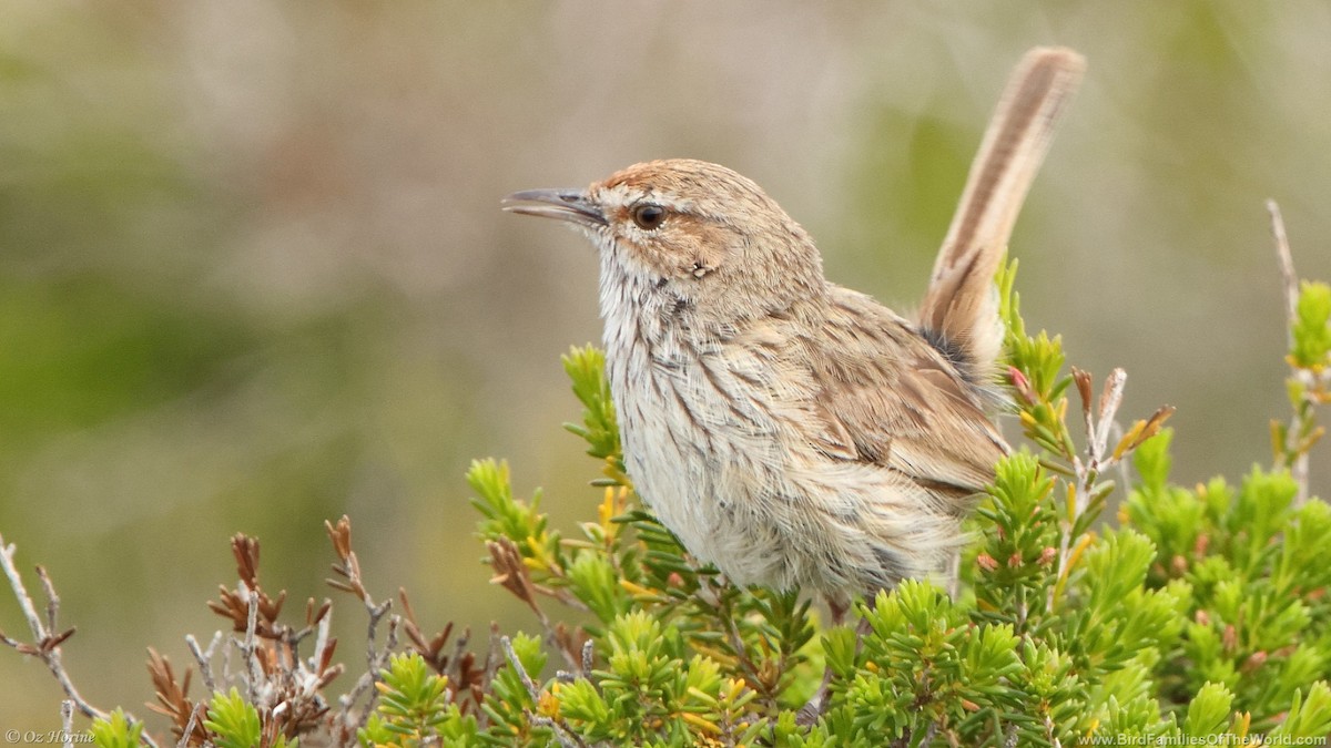 Rufous Fieldwren - ML643017061