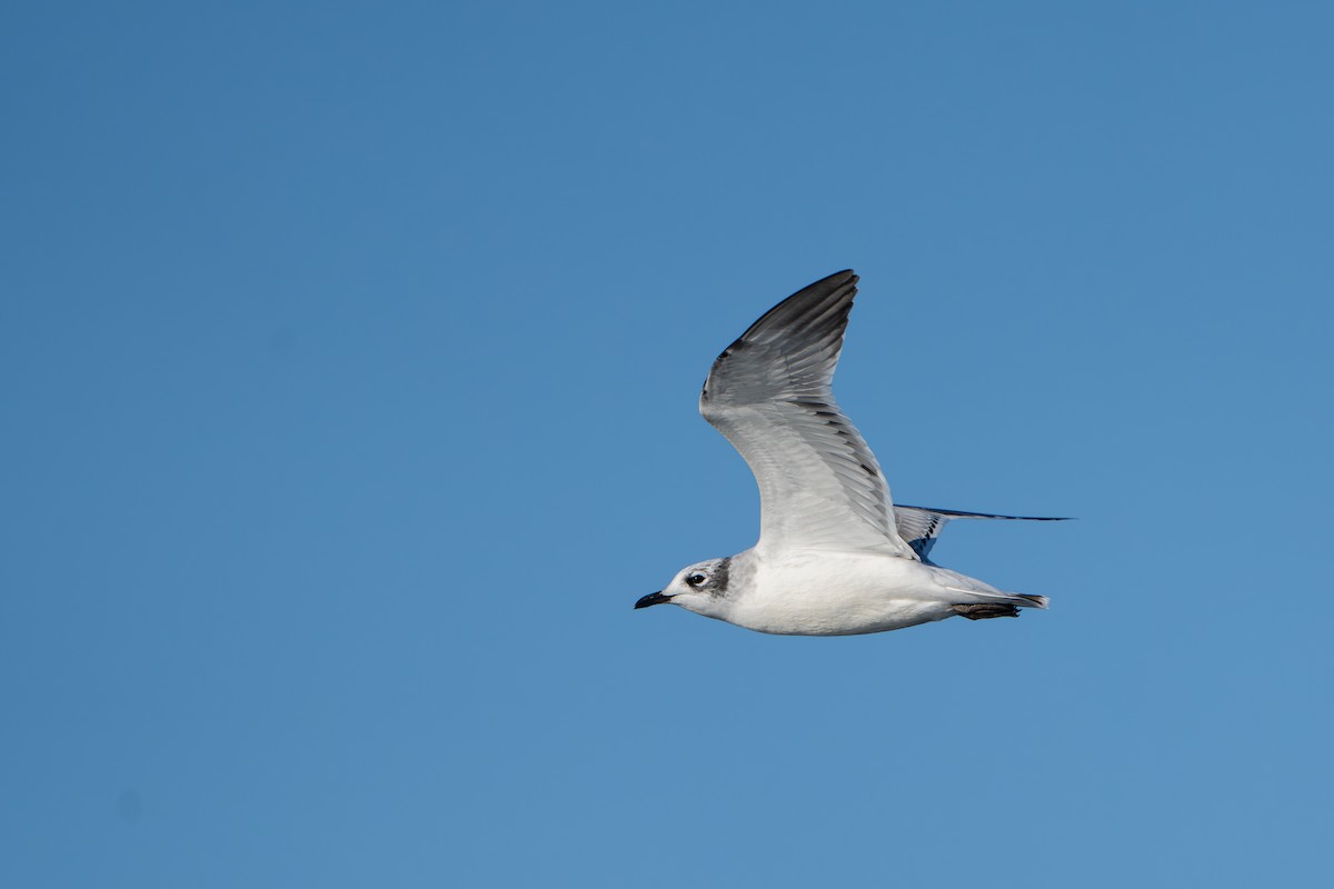 Mouette de Franklin - ML643017068