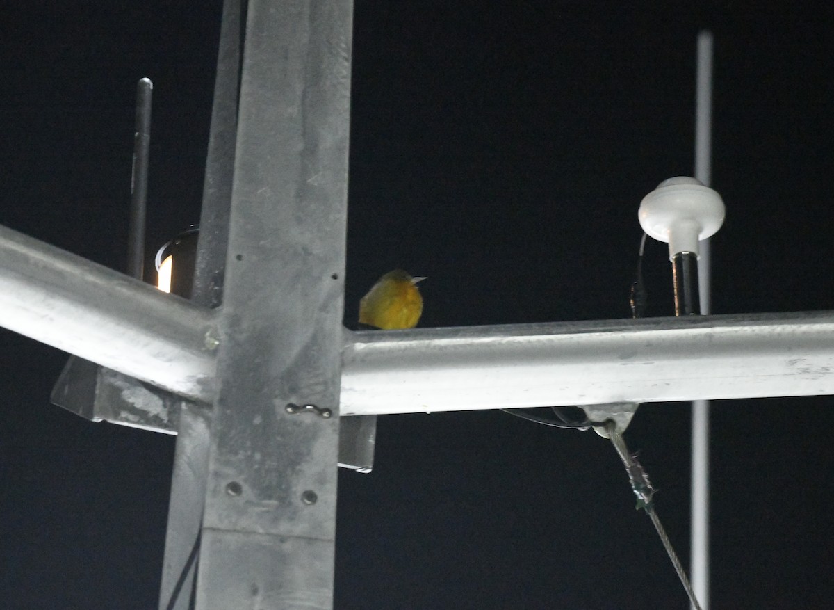 Oriole de Baltimore - ML643017082