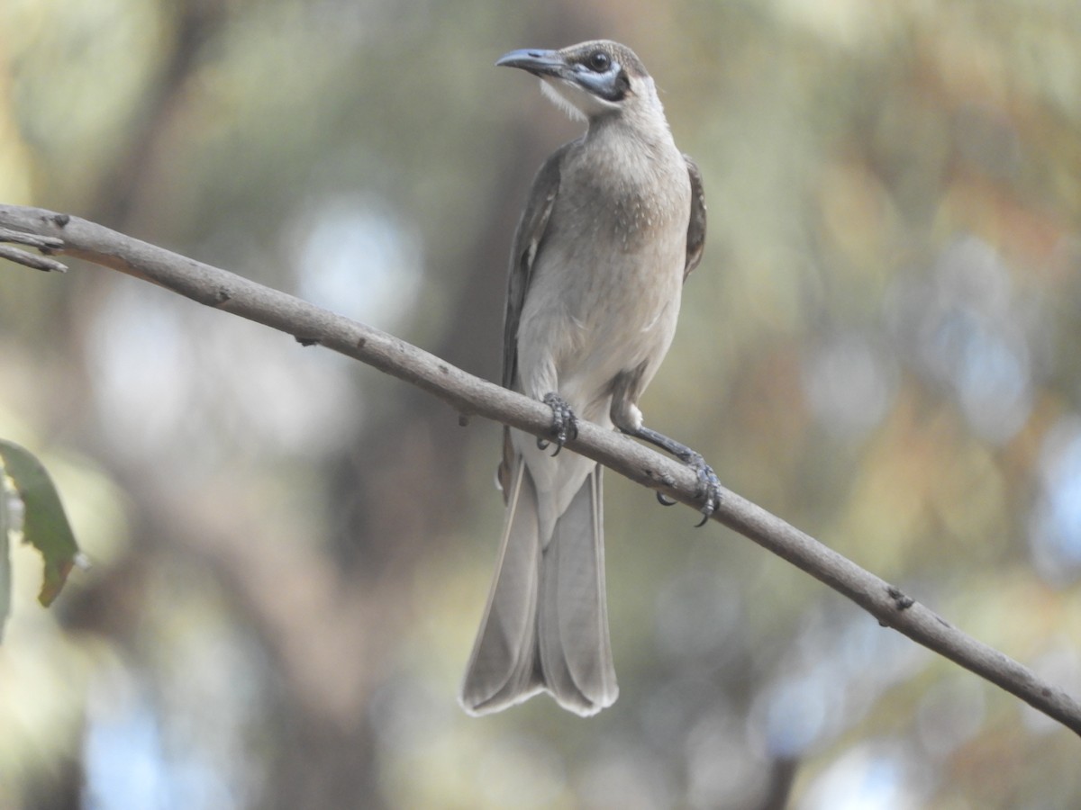 Little Friarbird - ML643017109