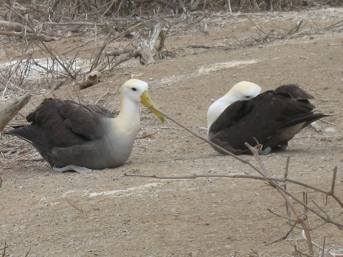 Yazılı Albatros - ML643017110