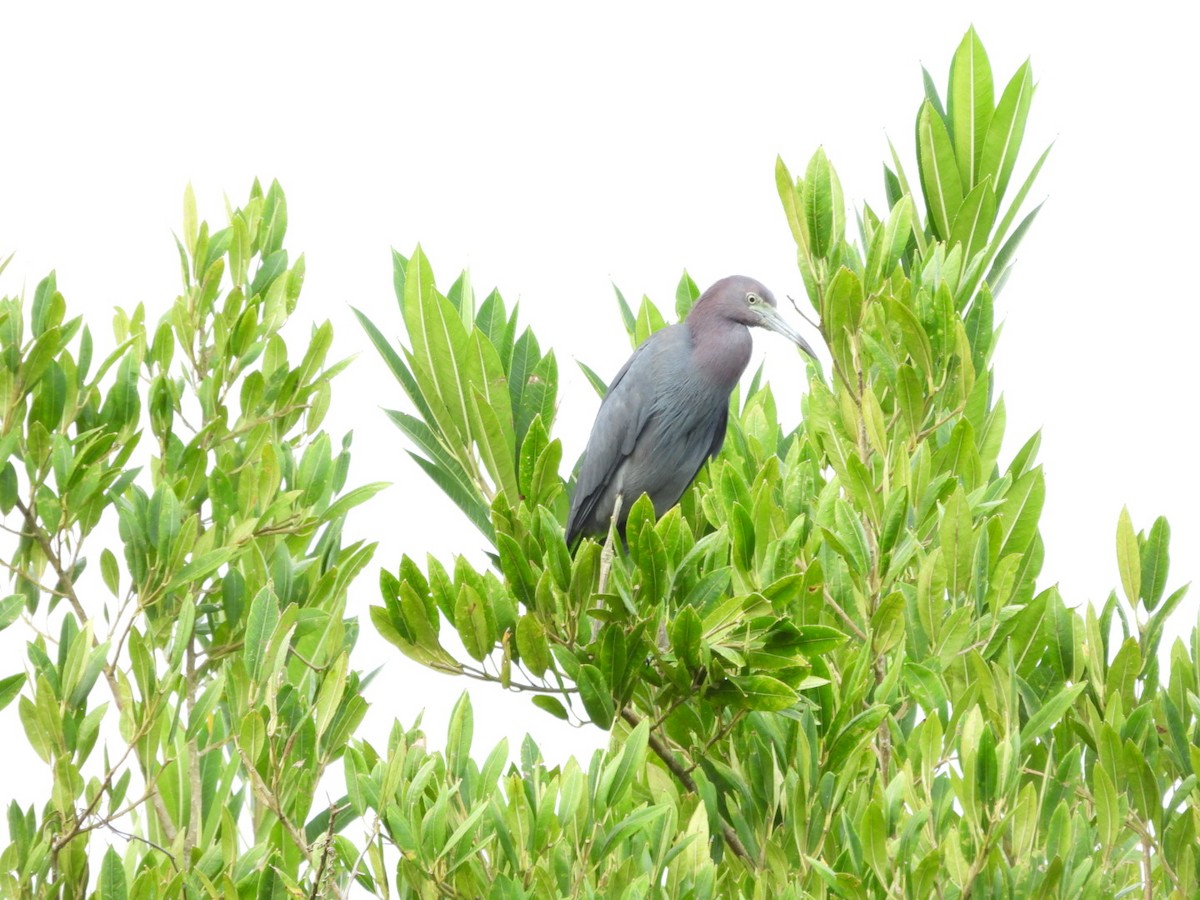 Little Blue Heron - ML643017129