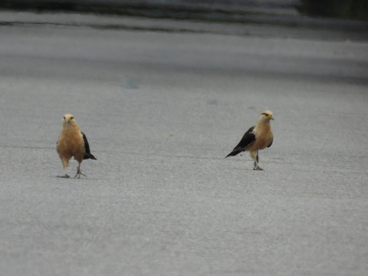Yellow-headed Caracara - ML643017143