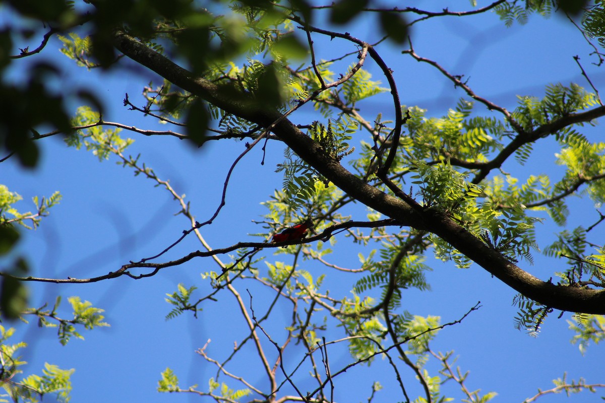 Scarlet Tanager - ML643017146