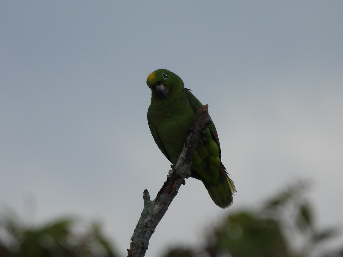 Orange-winged Amazon - ML643017147