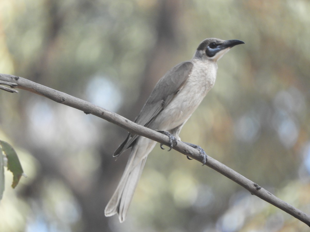 Little Friarbird - ML643017150