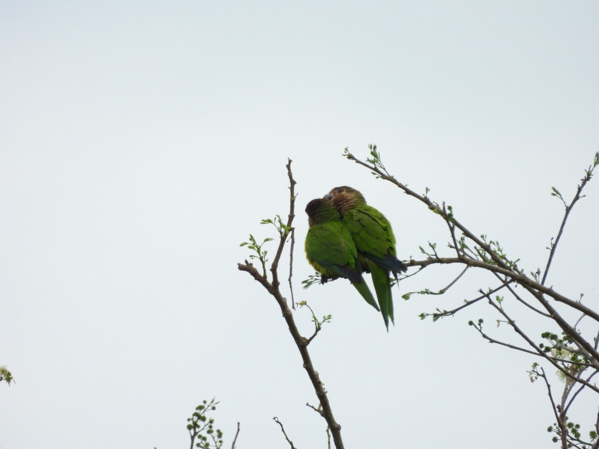 Brown-throated Parakeet - ML643017154