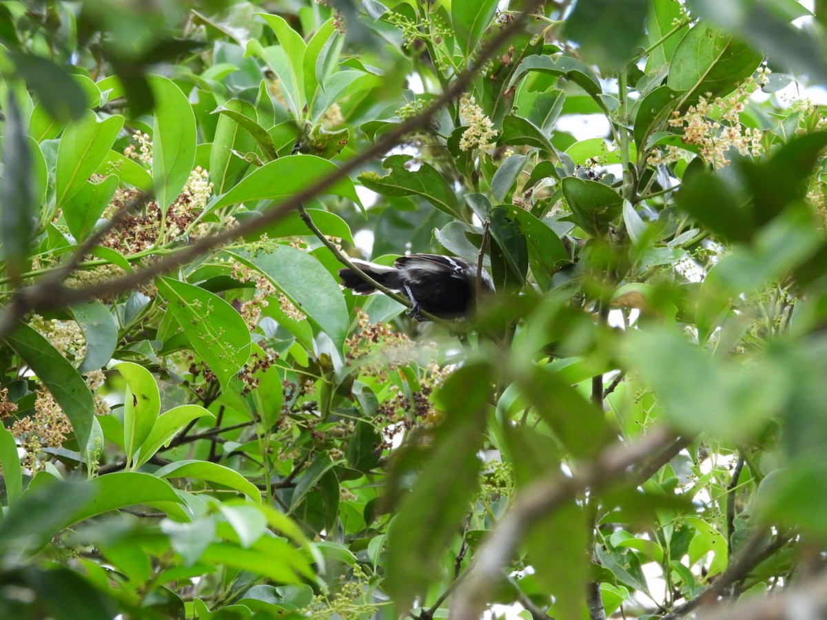 Northern/Southern White-fringed Antwren - ML643017158