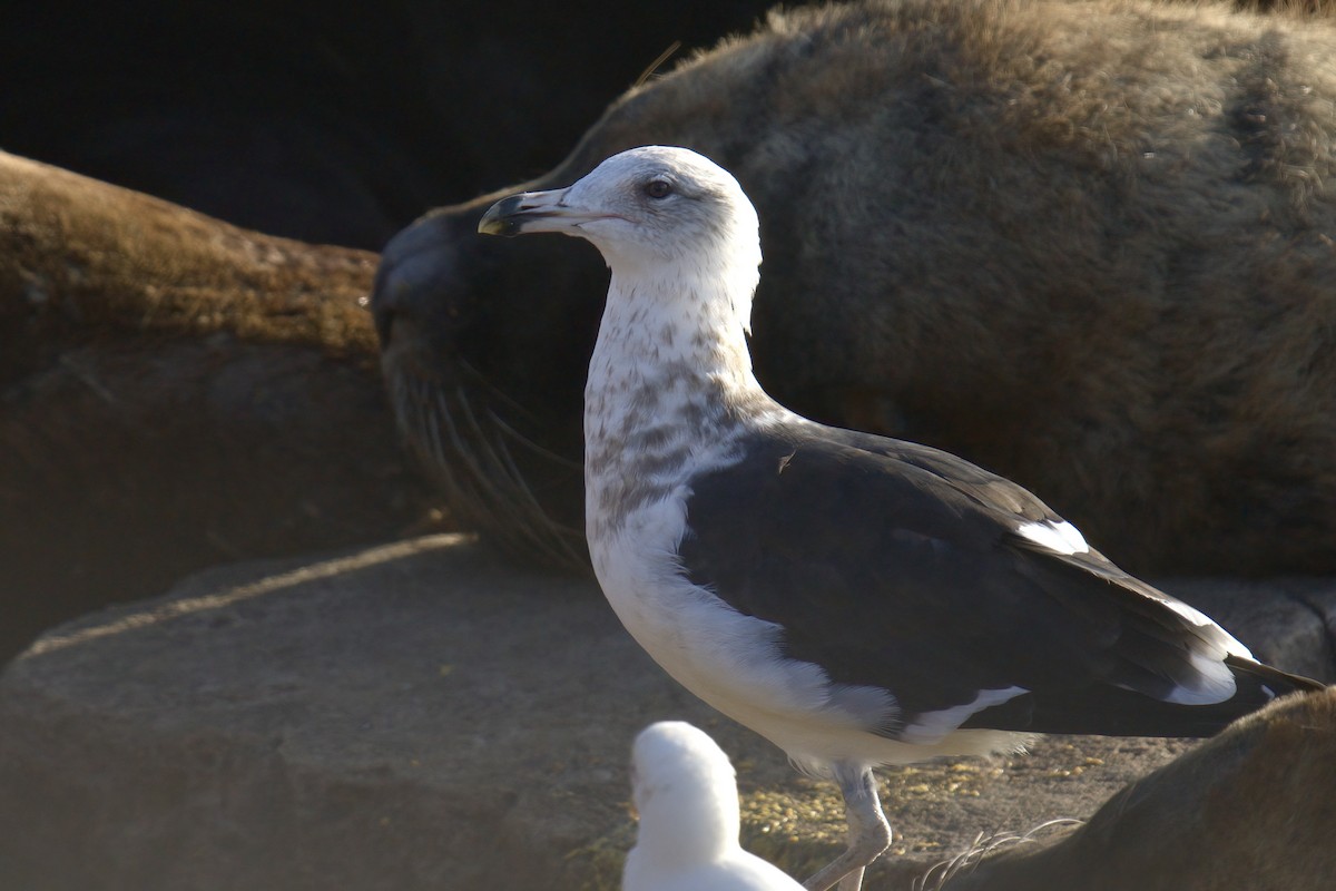 Kelp Gull - ML643017168