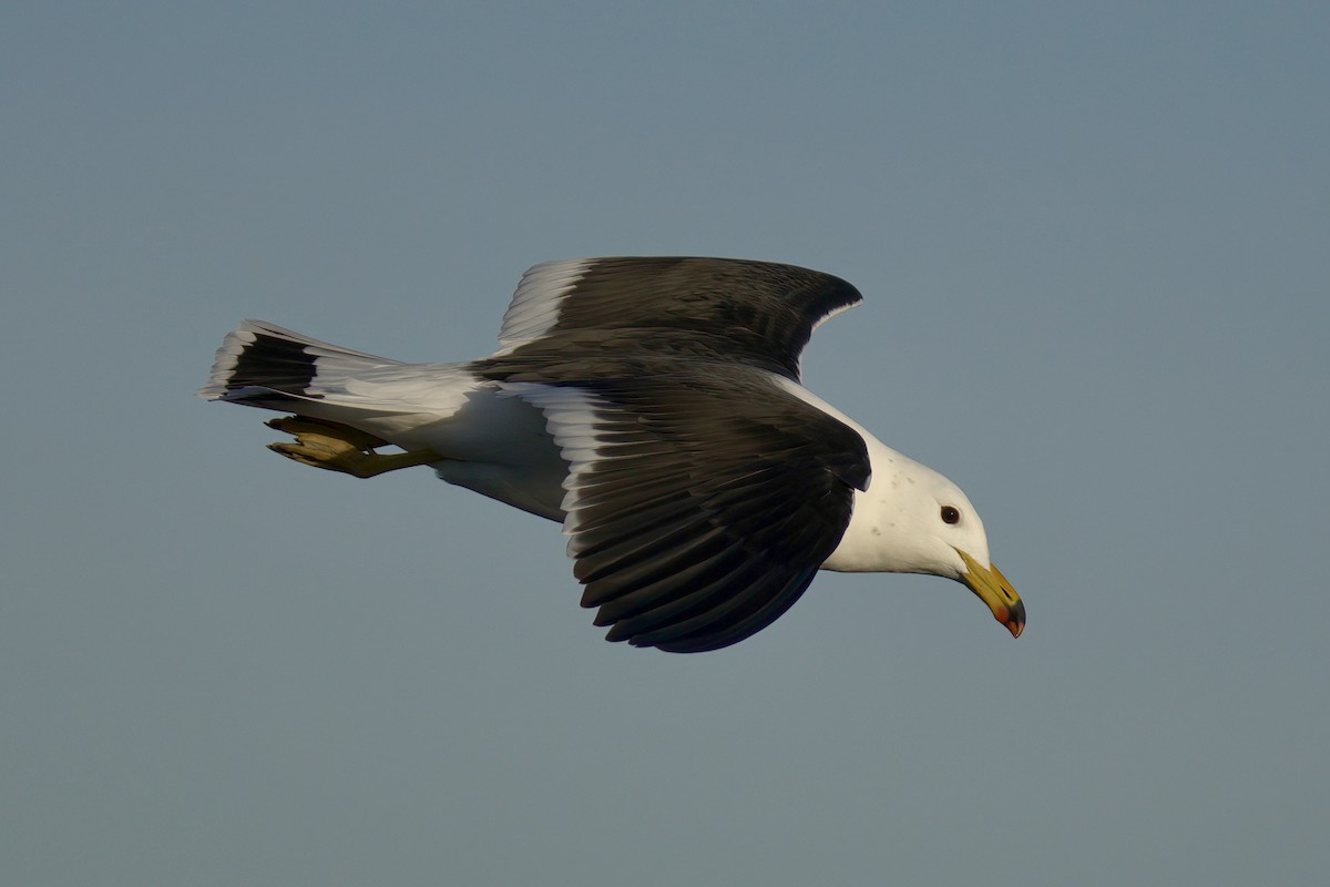 Gaviota Cangrejera - ML643017172