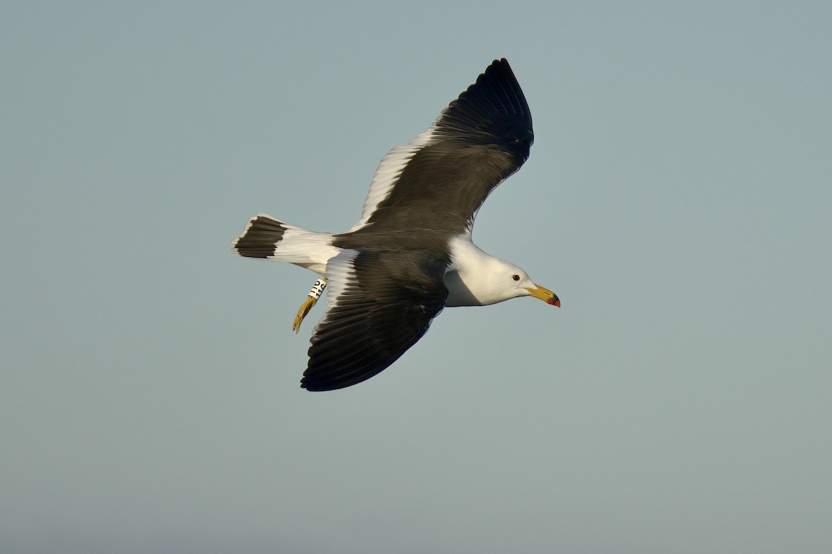 Gaviota Cangrejera - ML643017173