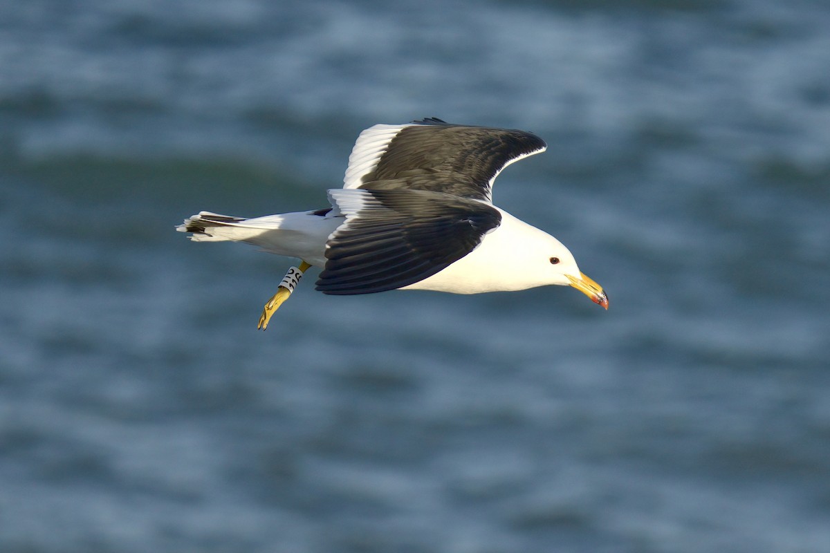 Gaviota Cangrejera - ML643017174