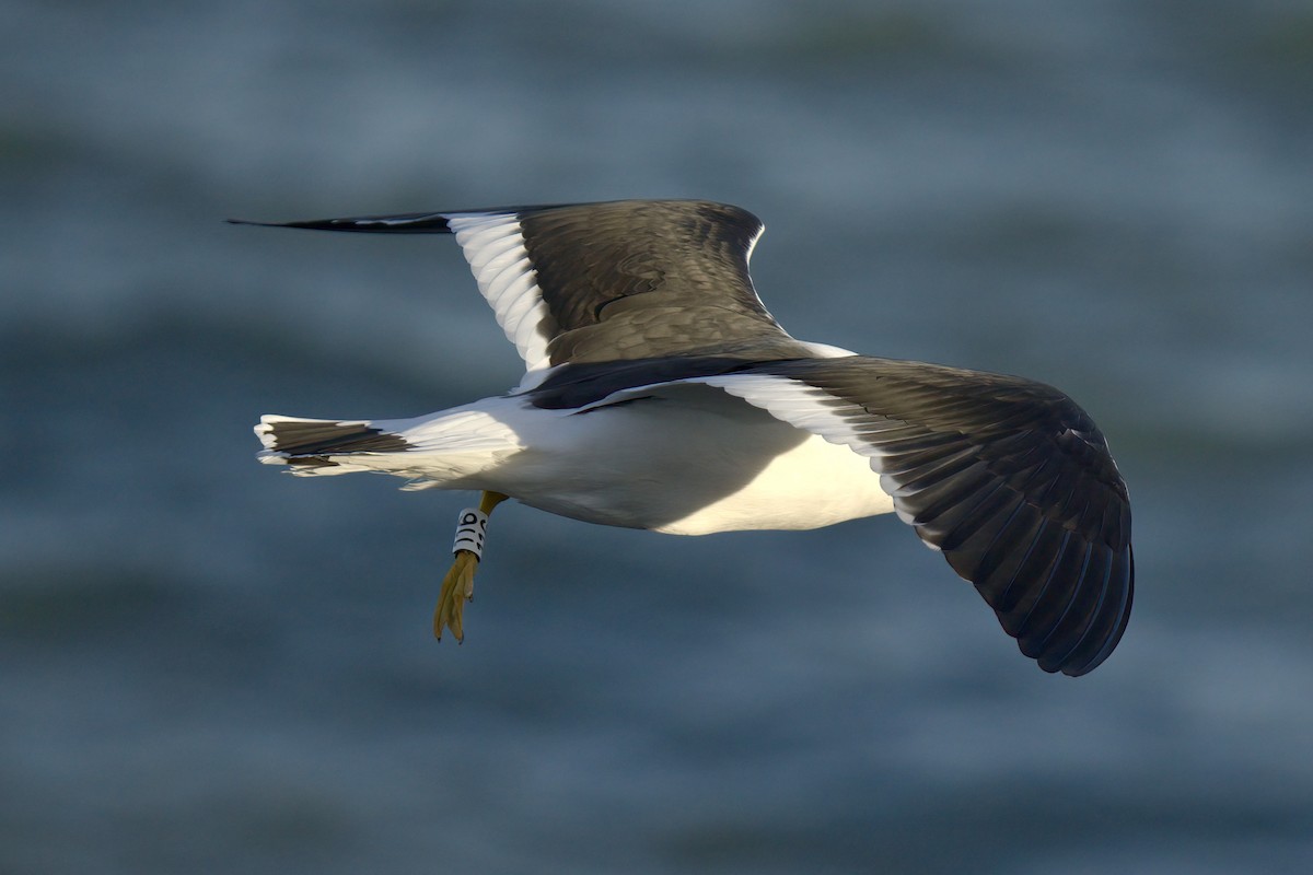 Gaviota Cangrejera - ML643017176