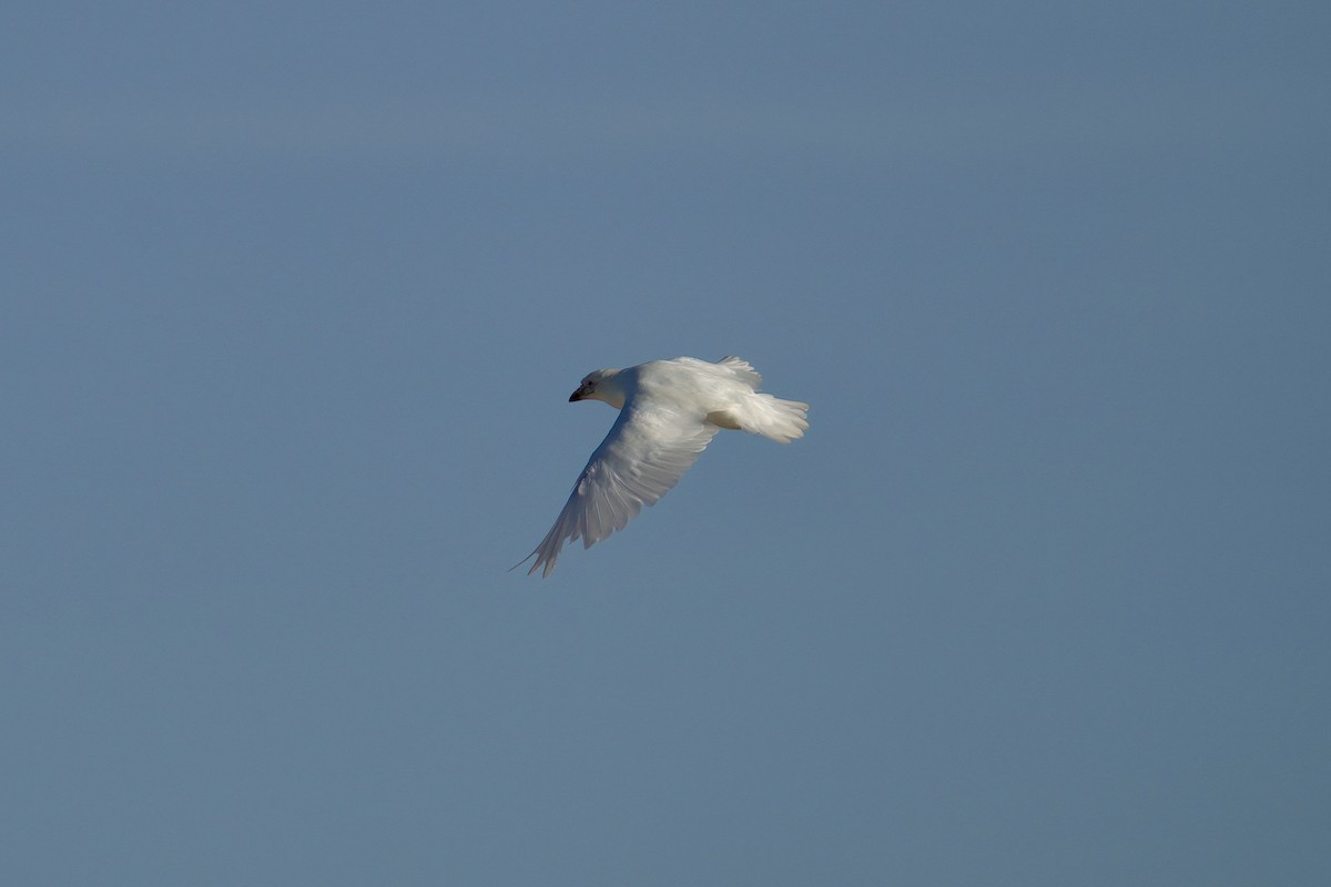 Snowy Sheathbill - ML643017186