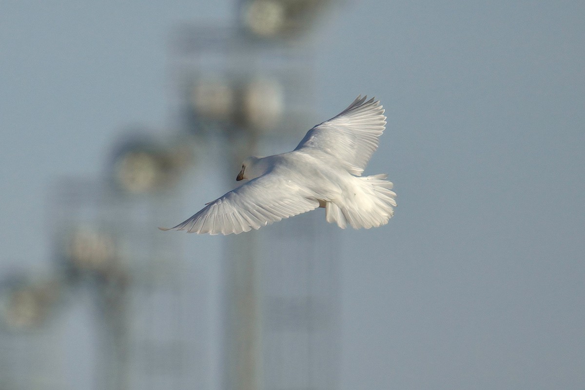 Snowy Sheathbill - ML643017187