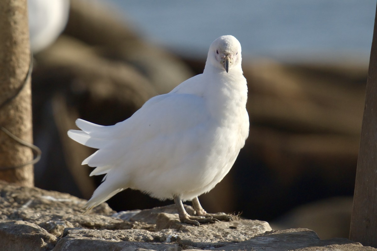 Snowy Sheathbill - ML643017188
