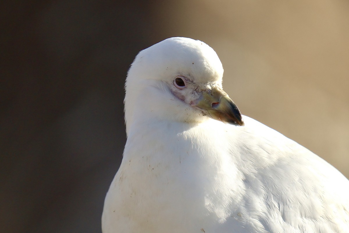 Snowy Sheathbill - ML643017189