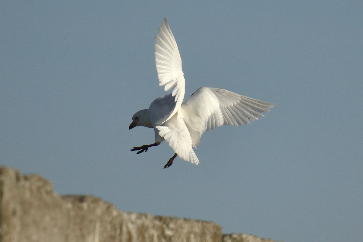 Snowy Sheathbill - ML643017190