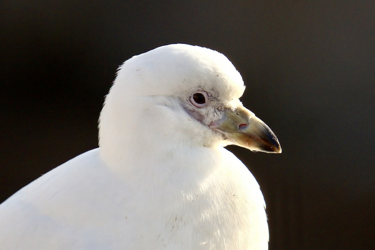 Snowy Sheathbill - ML643017191
