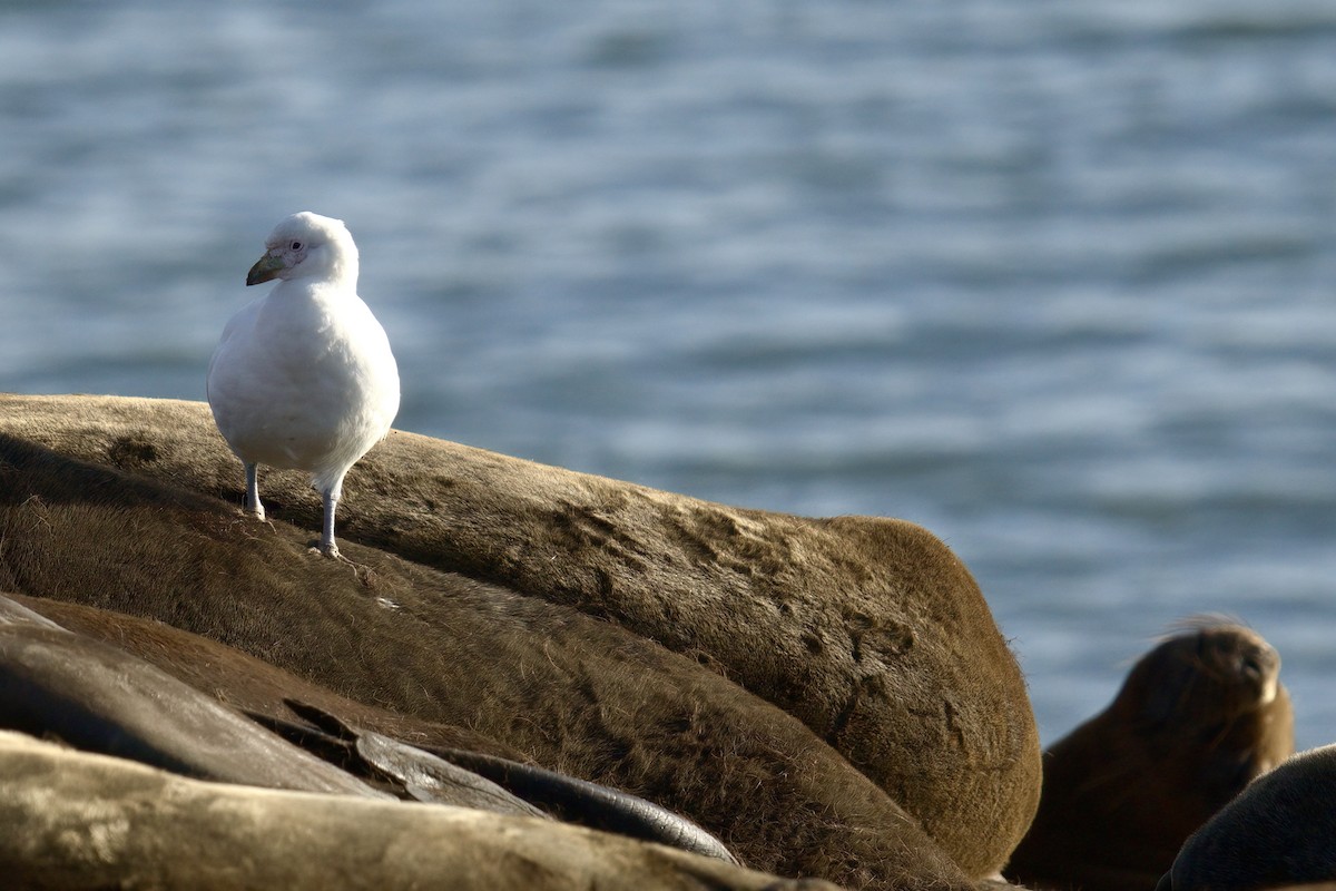 Snowy Sheathbill - ML643017192