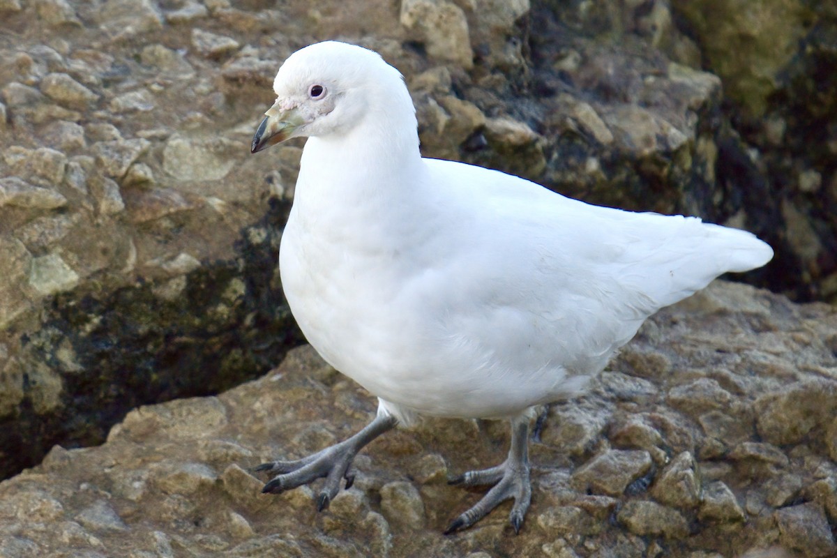 Snowy Sheathbill - ML643017193